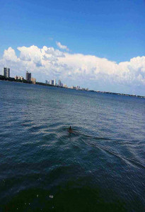 Tampa Bay Dolphin